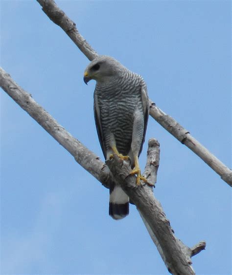 Gray Hawk Audubon Field Guide