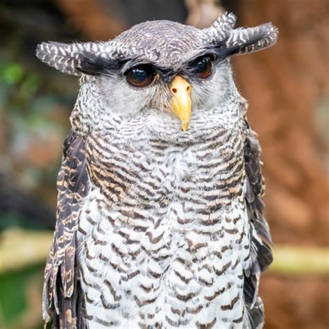 Barred Eagle Owl in Malaysia: Overview