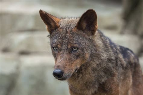 Lobo Ib Rico Y X Signatus X Del Lupus De Canis Foto De Archivo