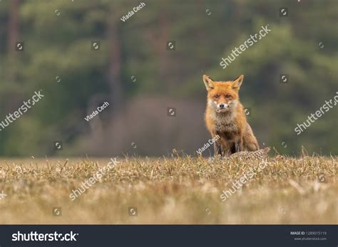 Red Fox Prey Attractive Photo Red Stock Photo 1289015119 | Shutterstock