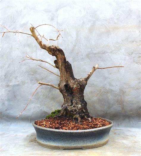 Awesome Willow Oak – First Bonsai Pot | Bonsai South