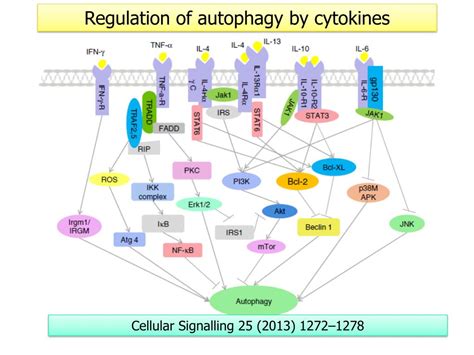 PPT - Autophagy and Immunity PowerPoint Presentation, free download ...