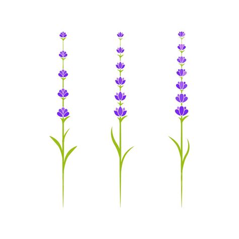 Lavender Illustration Vector Art PNG Lavender Flower Vector Icon