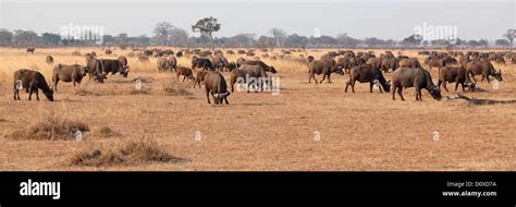 Wild African Buffalo Stock Photo - Alamy