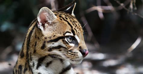 Puedes Domesticar Ocelotes