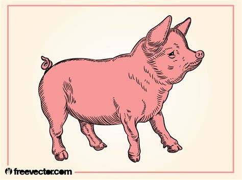 Pig Vector Art And Graphics