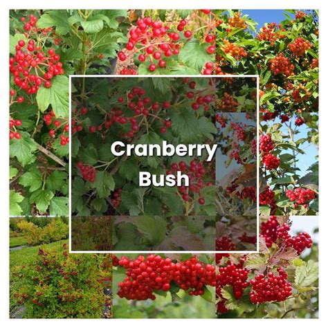 How To Grow Cranberry Bush Plant Care Tips Norwichgardener