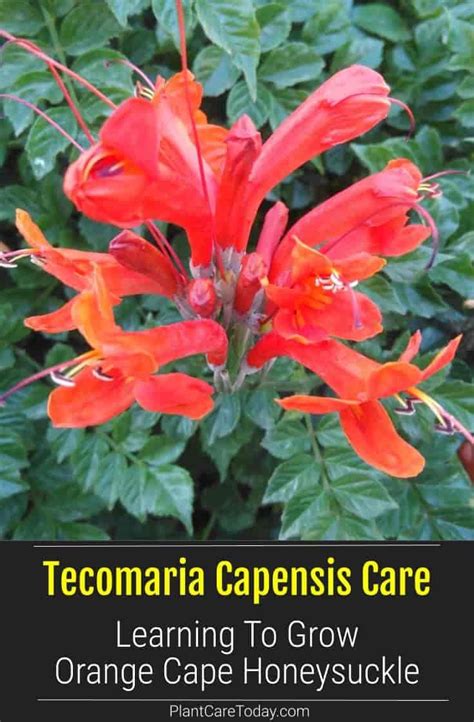 Growing Cape Honeysuckle Vine How To Care For Tecomaria Capensis Bee