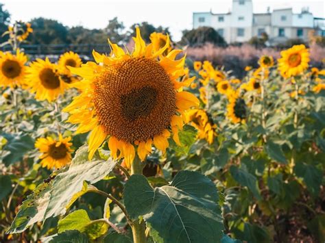 Premium Photo | A sunflower field with a building in the background