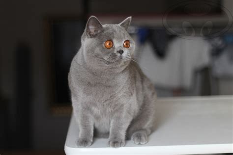 Gotham Casablanca Gotham Pl British Shorthair Cattery