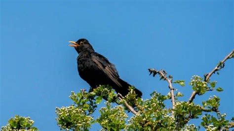 8 ARTI MIMPI Burung Hitam Menurut Primbon, Ternyata Tak Melulu Jadi Simbol Hal-hal Buruk ...