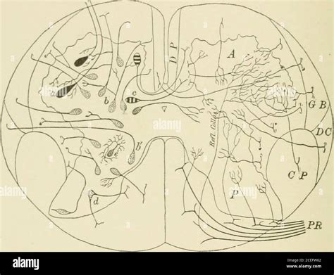 Text Book Of Normal Histology Including An Account Of The