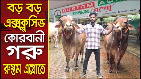 বড় বড় বিভিন্ন জাতের কোরবানীর গরু Rustom Agro Cow Sale Aminul