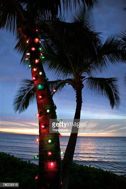 74 Hawaii Christmas Lights Stock Photos, High-Res Pictures, and Images ...