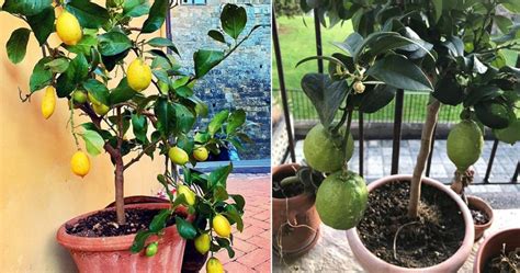 Come Coltivare L Albero Di Limoni In Casa A Costo Zero Con Il Seme Del