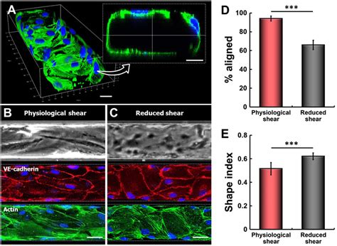 Formation Of The Microengineered Endothelium With Physiological