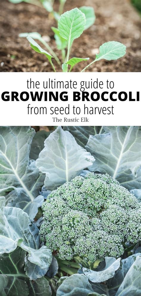 How To Grow Broccoli Artofit