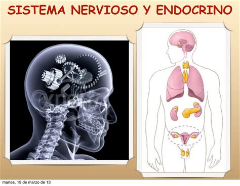 Mapa Conceptual Sistema Nervioso Y Endocrino Kulturaupice Porn Sex