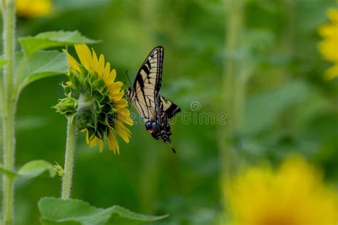 Borboleta Em Um Girassol Imagem De Stock Imagem De Campo 129409875