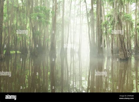 Cypress Trees Reflecting In Caddo Lake Texas Stock Photo Alamy