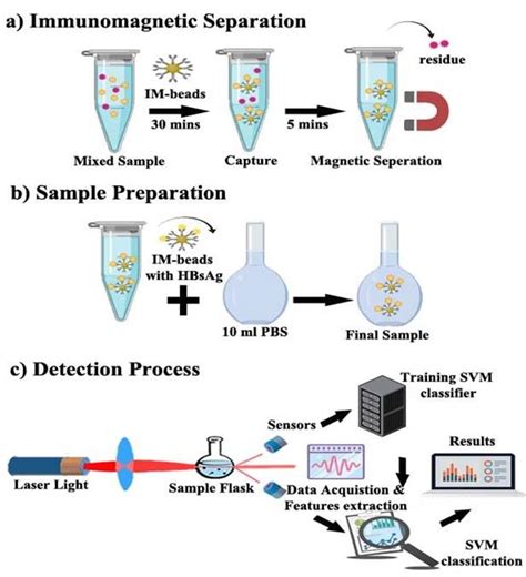 The Schematic Illustration Of A Immunomagnetic Separation B Sample