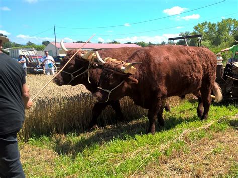 Les Abrets En Dauphin La F Te De La Batteuse Est De Retour Dimanche