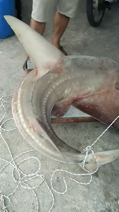 Rezeki Nelayan Ikan Yu Kemejan 65kg Youtube