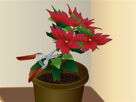 How To Grow Poinsettia With Pictures Wikihow Poinsettia Plant Poinsettia Poinsettia Leaves