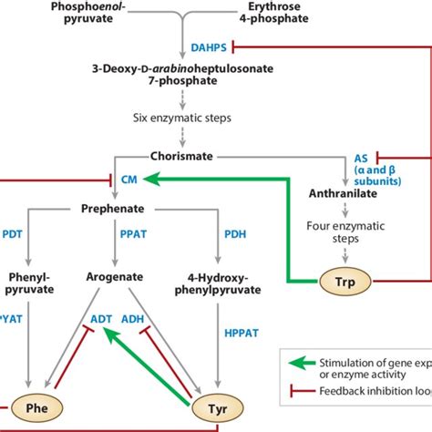 Pdf The Regulation Of Essential Amino Acid Synthesis And Accumulation In Plants