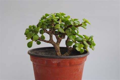 Caracter Sticas Y Cuidados De La Planta De Jade