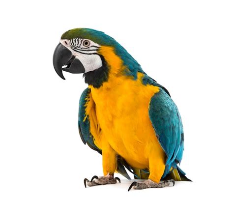 Premium Photo | Blue-and-yellow macaw in front of a white background