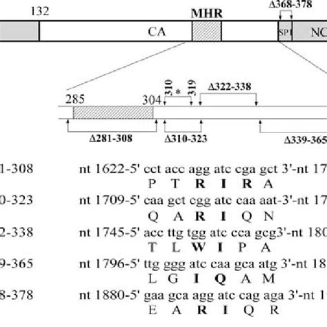 Schematic Representations Of Wild Type And Mutant Hiv 1 Expression