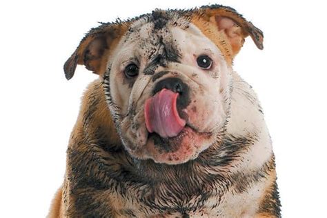 Best Dirty Dog Top Grooming The ultimate guide | hencoop