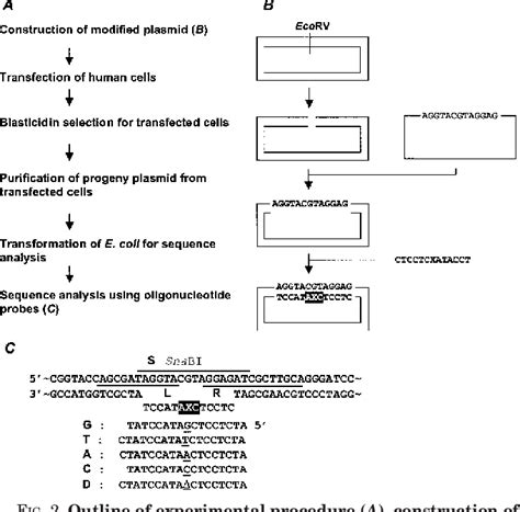 Figure 1 From Mammalian Translesion Dna Synthesis Across An Acrolein