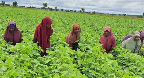 transforming nigerian female farmers lives  soybean  cowpea