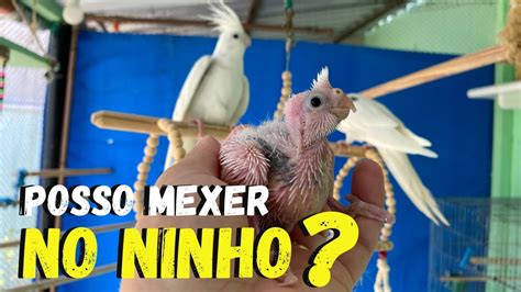 POSSO ABRIR O NINHO E MEXER NOS FILHOTES DE CALOPSITA YouTube