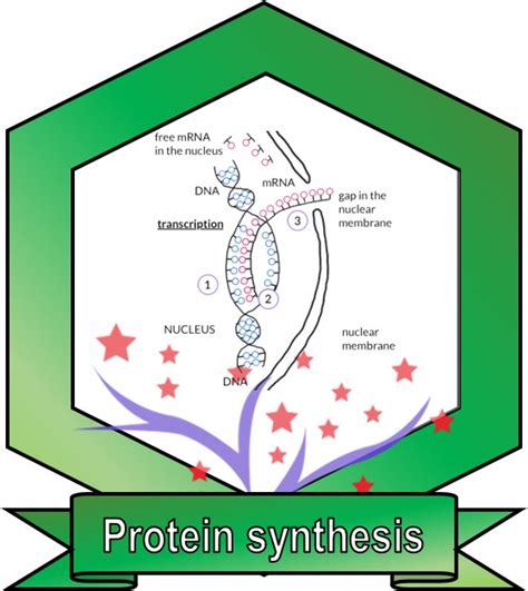 Biology 1.27 Protein synthesis – Science Success