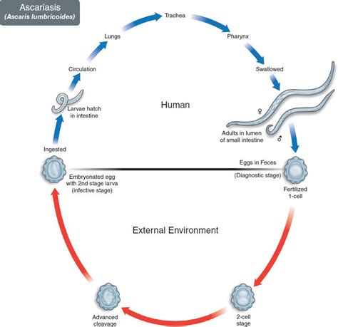 Ascaris Lumbricoides Life Cycle