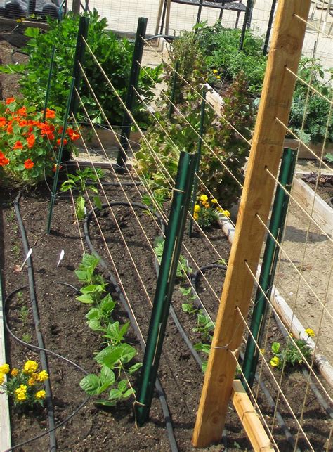 Andies Way Trellis Ideas For Tomatoes Cucumbers Beans Peas Melons