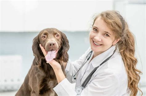 Can You Use Hydrocortisone Cream on Dogs? Which Is Safest? - A-Z Animals