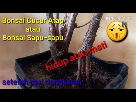 Bonsai Cucur Atap Sapu Sapu Dongkelan Kalimantan Youtube