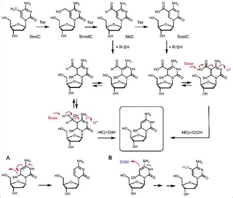 Full Article The Chemistries And Consequences Of Dna And Rna