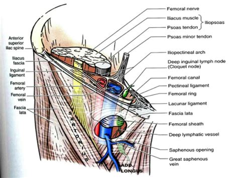 Contents of Femoral Canal - ArmandotinRoach