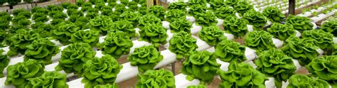 9 Advantages Of Hydroponic Gardening Nosoilsolutions