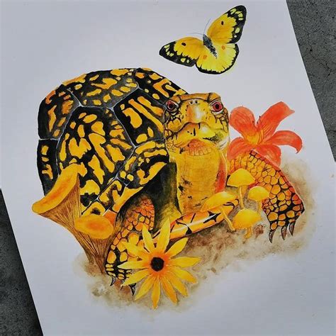 Misty Mountain Art On Instagram Easten Box Turtle I Was Very