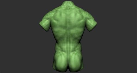 Human Muscular Torso 2019 Model Turbosquid 1440051