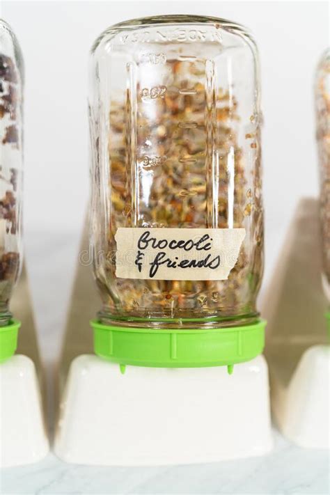 Growing sprouts in a jar stock image. Image of sprouted - 271274843