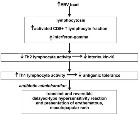 Ebv Rash Amoxicillin