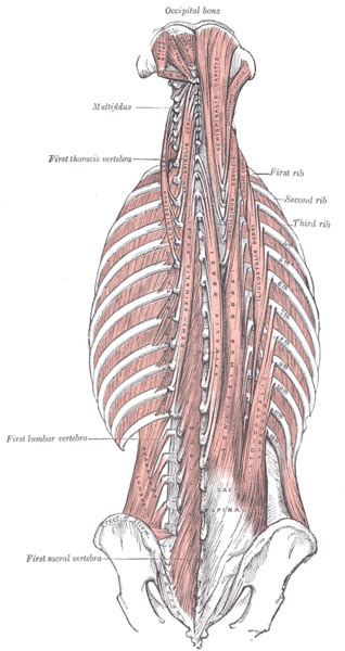 Erector Spinae Physiopedia