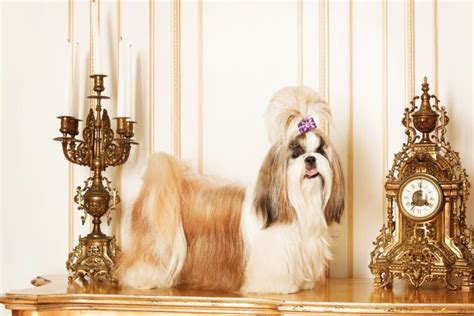 Shih Tzu Shedding Hair A Guide To Managing And Minimizing Loose Fur